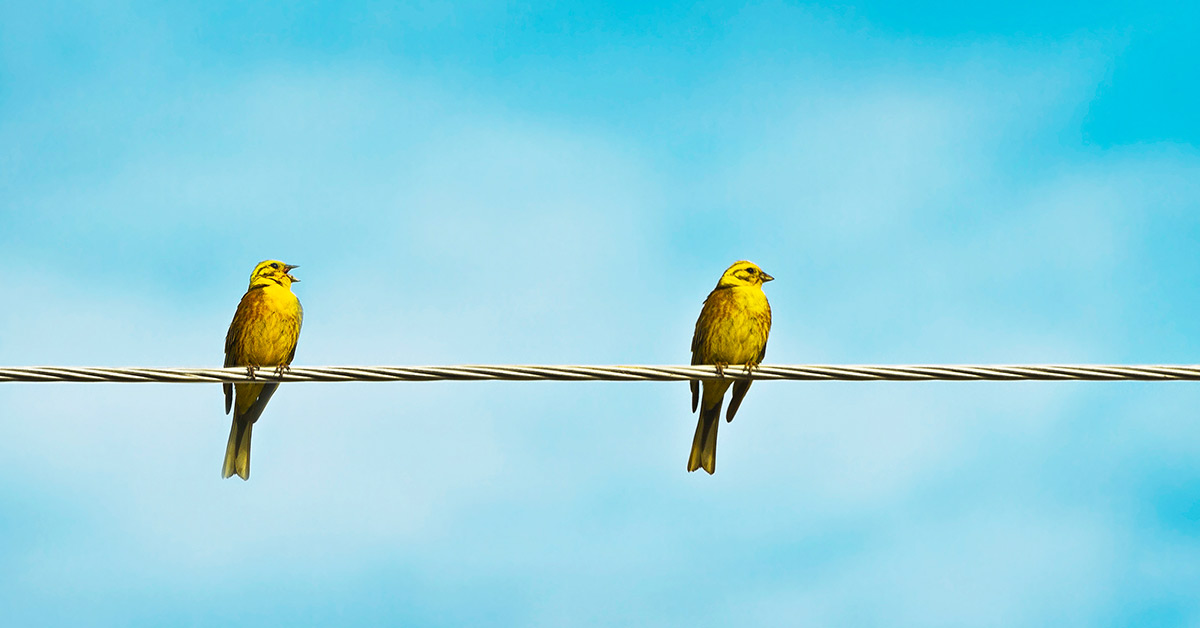 Two bunting birds on wire