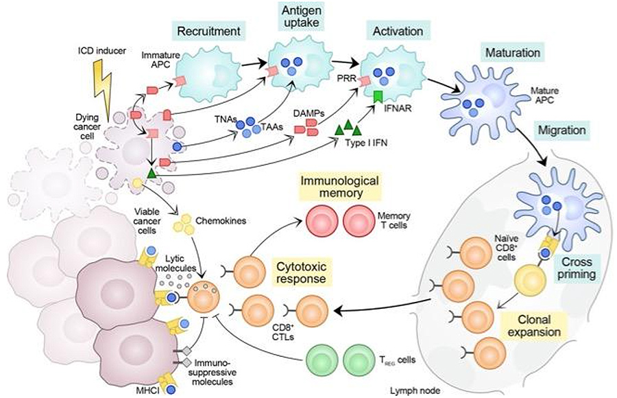 a graphic of Immunogenic Cell Death