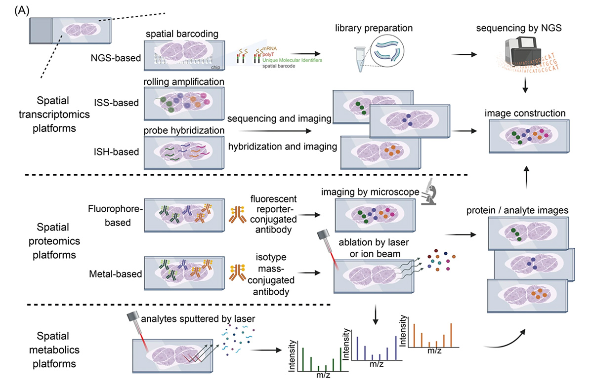 Spatial multi-omics analyses of the tumor immune microenvironment