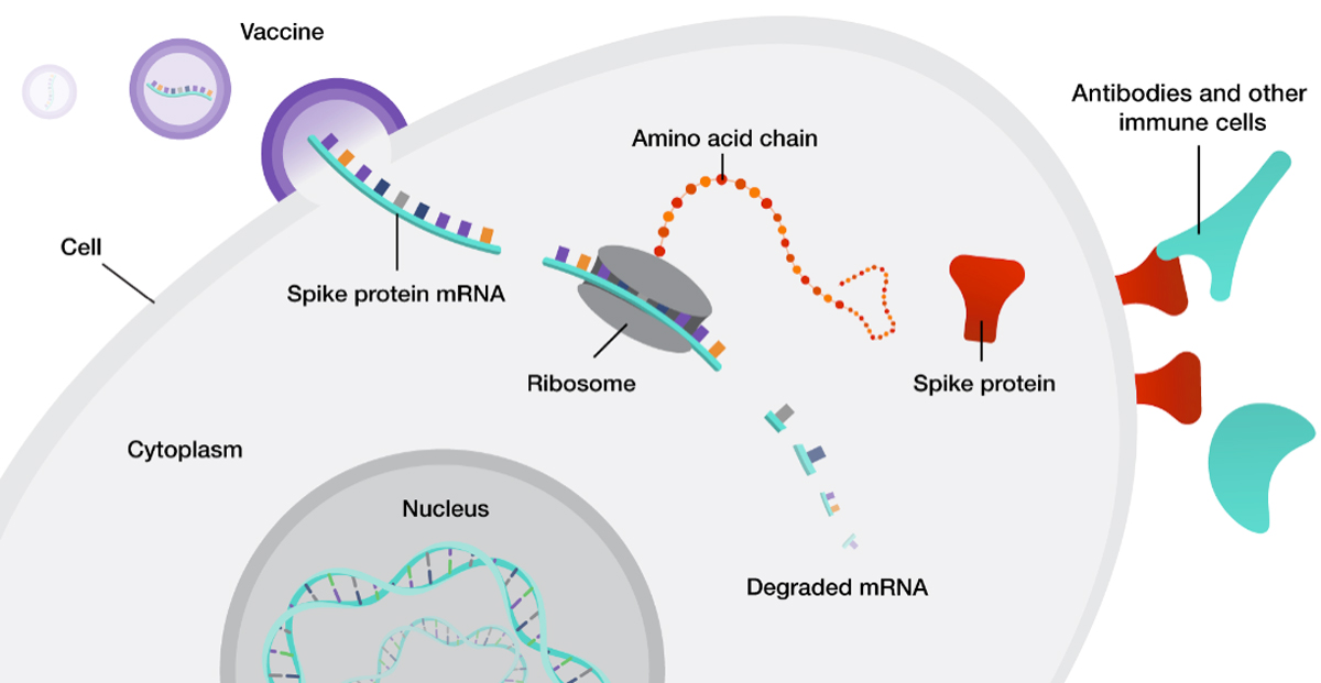 illustration of a cell showing how mRNA-based medicines work against diseases